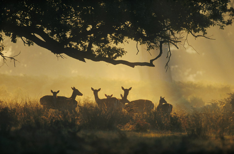 Fallow Deer - Cervus dama - small group of does under oak tree in early morning light. England. October.
